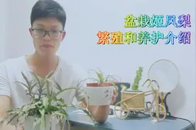 盆栽姬凤梨开花后不断长侧芽，可不断繁殖新植株，很快长成新盆栽视频封面