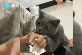 猫咪看见主人吃虾小眼睛直勾勾的盯着，可爱模样萌翻网友：快给它视频封面