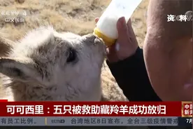 可可西里：五只被救助藏羚羊成功放归视频封面