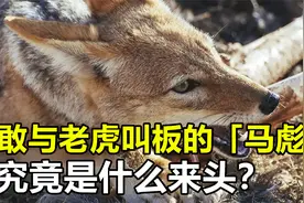 祁连山发现“马彪”，野猪克星与老虎对峙，它究竟是什么动物？视频封面
