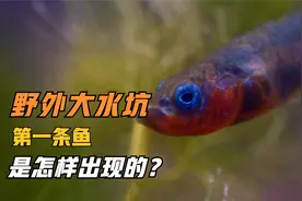 为什么野外大水坑时间长了会自己产生鱼？第一条鱼哪里来的？