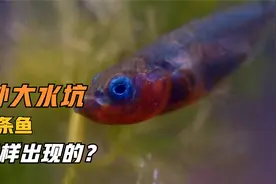 为什么野外大水坑时间长了会自己产生鱼？第一条鱼哪里来的？视频封面