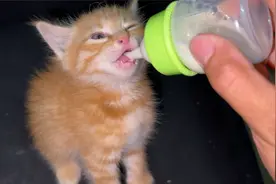 给捡回的小猫用奶瓶喂奶，没想到它很配合