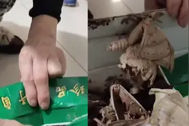 女子舍不得吃蚕蛹结果变一箱蛾：爬行动物给养成飞行动物视频封面