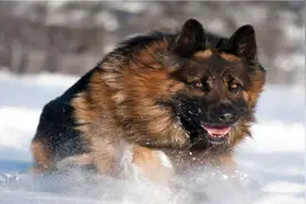 在农村就养这4种狗准没错，看家护院，下地干活！