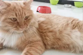 裤子上粘太多猫毛怎么办？用这招可以轻松除毛，成本1块都不到！视频封面