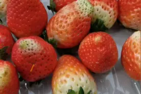 草莓长绿尖！商家：打“避孕药”？记者多方求证，揭开背后玄机！视频封面