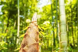 农村俗语：“手指短而粗，终身忙繁忙”，真的是这样吗？视频封面