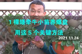 1棵矮牵牛小苗养爆盆，用这5个关键方法，只要2个月视频封面