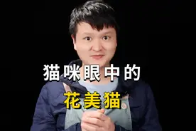 在猫咪的审美里，哪种猫最好看呢，结果真是