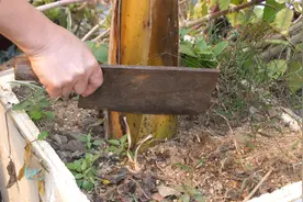 盆栽香蕉树栽种200天，这样砍头让它冒更多新芽视频封面
