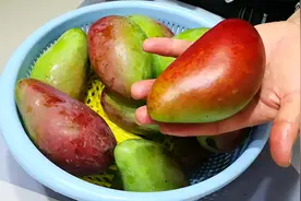 原来芒果催熟这么简单，土方法教给你，3天就能吃，太实用了！视频封面