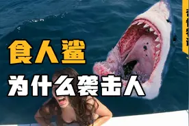 鲨鱼为何攻击人？怎么做才能防止鲨鱼袭击？