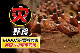6000万只野鸡在英国出没，在我国却是保护动物？为什么没人敢吃？