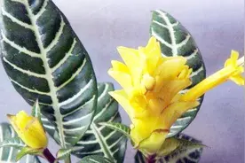观叶植物斑马花开花了，注意这几点养护，你也能养开花视频封面