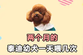 两个月的泰迪幼犬一天喂几次？视频封面