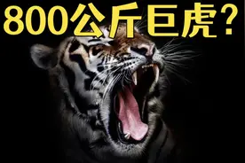 史上真的有800公斤的巨虎？最大的老虎有多大？视频封面