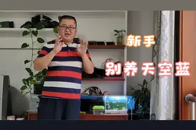 提醒新鱼友，千万别买天空蓝，选购孔雀鱼看好这两点，好看又好养视频封面