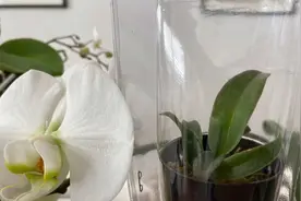 新买的卡特兰小苗，想到一个小妙招，加个钩，简单又好养《静姐》视频封面