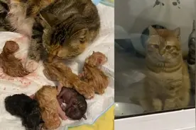 猫妈妈生下8只小猫把阳台的两只猫看呆，铲屎官：它们都不是猫爸视频封面