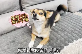 狗狗竟然能听得懂人话，与主人进行无障碍交流，这也太神奇了吧！视频封面