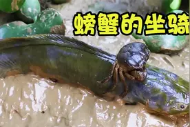 定格动画：小螃蟹帮助鲶鱼脱困，为报答小螃蟹，舍身当坐骑视频封面