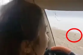 实拍：黑龙江女司机围观东北虎突遭袭击 车内乘客惊呼“快跑”！视频封面