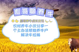 农村养牛小伙分享一个土办法帮助养牛户解决牛拉稀视频封面