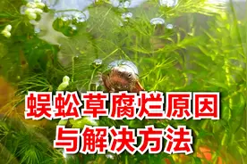 蜈蚣草发黑腐烂是怎么回事？金鱼藻水草烂叶的原因和鱼缸种植方法视频封面