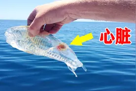 被渔夫发现的，5种神奇海洋生物视频封面