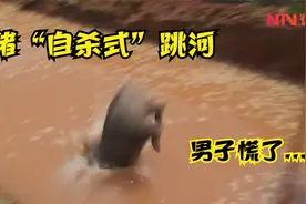 猪纷纷“自杀式”跳河，水深两米一头扎水里，瞬间沉底许久浮不出视频封面