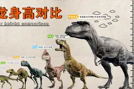 你知道最大的恐龙有多高吗？让我们做个对比，霸王龙排第几？