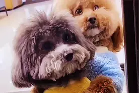 崽爸以为崽胖子不认识钱，拿三十块钱谎称三百块，却弄巧成拙了视频封面