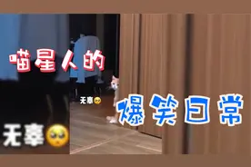 盘点猫咪爆笑合集，喵星人的思维世界让你永远猜不透，笑得肚子疼