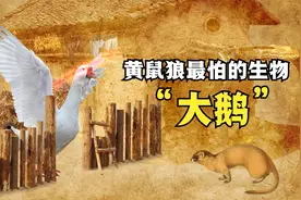 为什么黄鼠狼最怕大鹅？大鹅有啥特殊本领，这段位真厉害视频封面