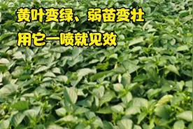 蔬菜黄叶变绿、徒长控旺、弱苗变壮，一喷就见效，你用过吗