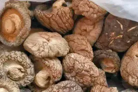 吃完干蘑菇，惠州一对夫妻双双入院抢救险丧命视频封面