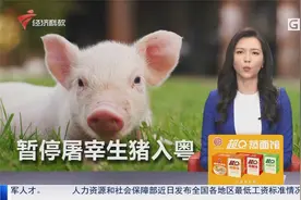 广东5月1日起正式暂停省外屠宰用生猪入粤视频封面