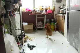 大姐退休在家与小动物一起生活  厨房还养了一只鸡视频封面