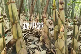 雨后小野笋疯长，拔了一茬又长一茬，比自家菜地种的蔬菜还好视频封面