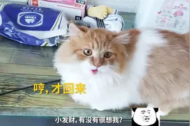 主人出差好几天，一回家话痨猫就开始撒娇了，奶声奶气的太治愈了