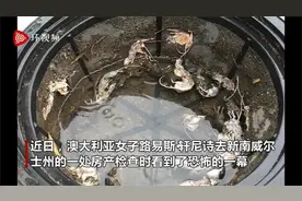 澳大利亚鼠患严重 妇女发现数十只老鼠死在居民水箱中