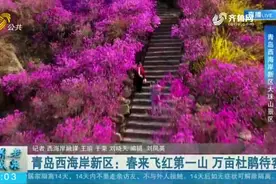 青岛西海岸新区开门迎客，春来飞红第一山，万亩野生杜鹃花齐盛开视频封面