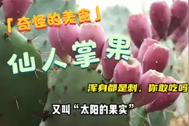 奇怪的美食：仙人掌的果实营养价值高，但浑身是刺你敢吃吗？视频封面
