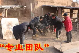 杀猪团队哪家强黄土兄弟来帮忙，手法娴熟技术硬包你满意吃的少！视频封面