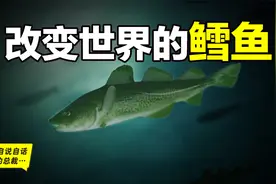 为什么买到的鳕鱼都是假的？这背后，原来是它曾经改变世界的故事视频封面