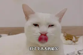 小猫咪们又来陪宝宝午睡，大橘猫被大白猫打跑了视频封面