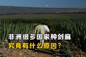 剑麻都快没人种了，为什么非洲还有很多国家种植？他们有什么用？视频封面