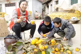 团团白酒腌制脆柿子，5天时间就能开缸，甜脆可口酒味熏香