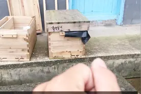 分蜂群失王，师傅教你这样做，就可以挽回这窝小蜜蜂视频封面
